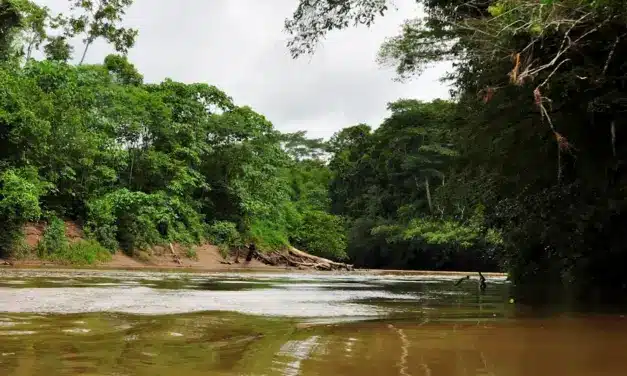 Querida Amazonía: sueños que se van haciendo realidad