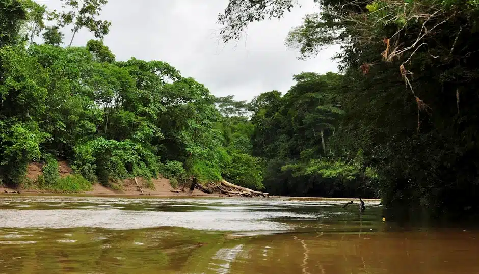 Querida Amazonía: sueños que se van haciendo realidad