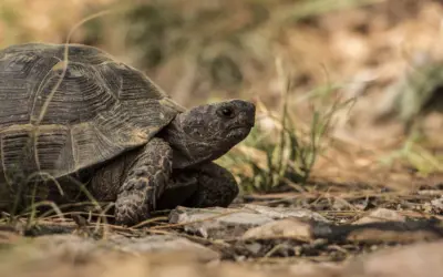 Enigmas de los huevos de tortuga