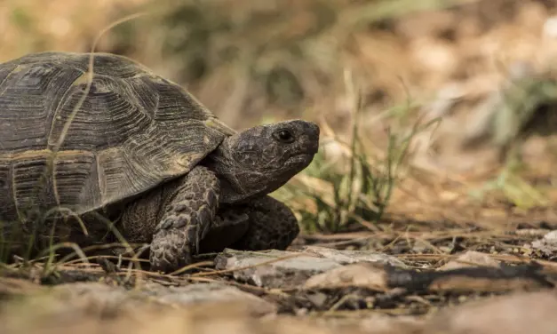 Enigmas de los huevos de tortuga