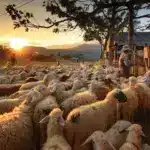 sheep-3023520_1280