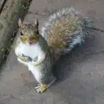 squirrel-2363651_1280