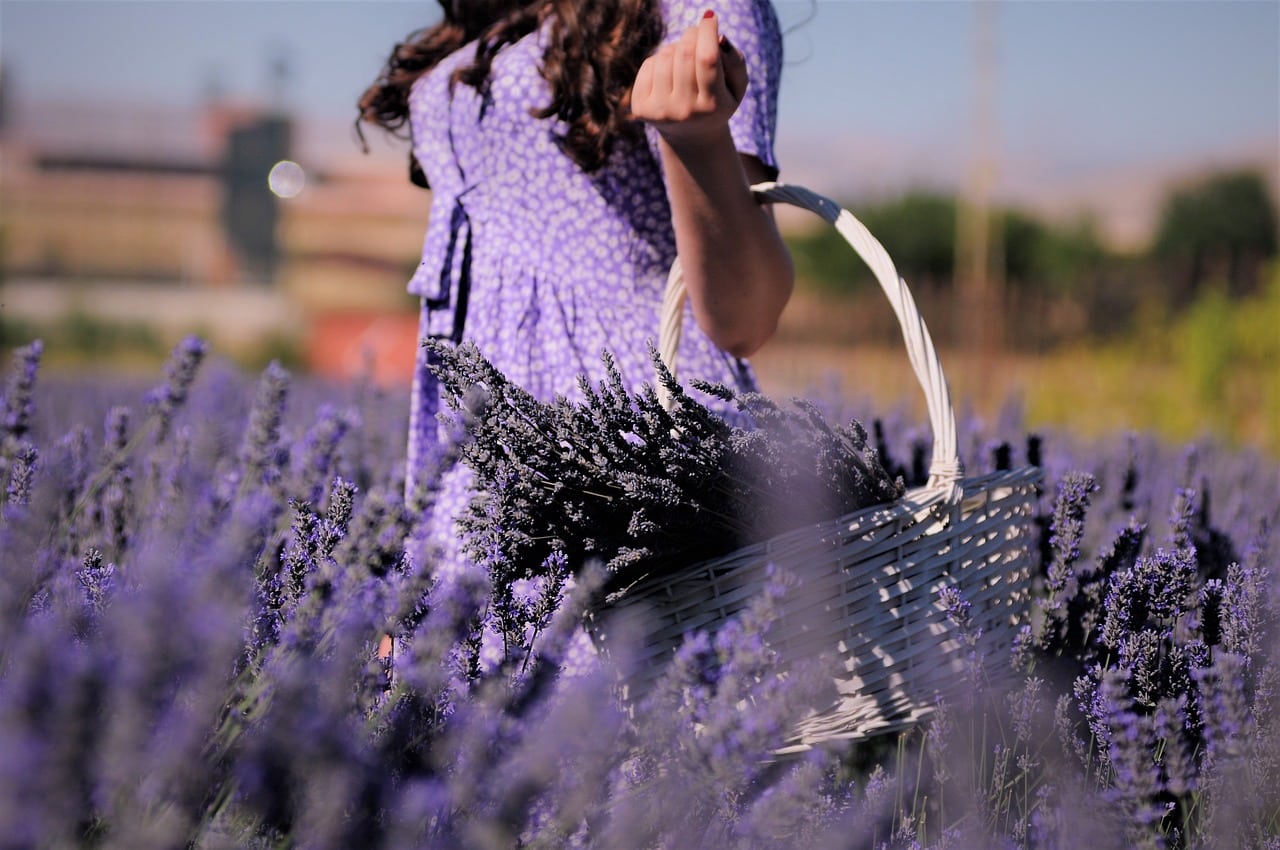 lavender-5854761_1280