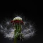 dandelion-3936335_1280