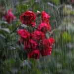 heavy-rain-4864257_1280