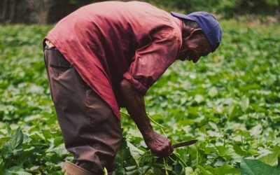 La (agri)cultura del odio