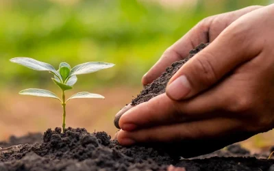 Tierras hambrientas de buenas semillas