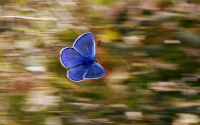Cuando una mariposa causa una tormenta