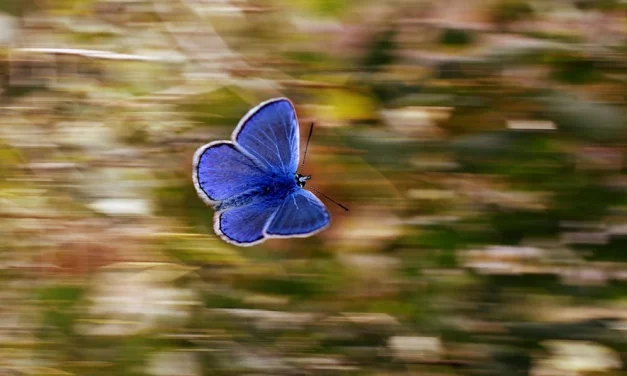 Cuando una mariposa causa una tormenta