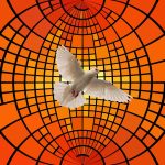 dove-4187875_1280