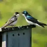 bird-3888976_1280