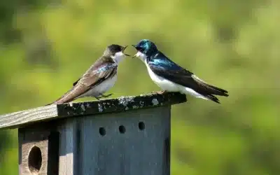 Discusiones sin sentido