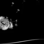 dandelion-3212292_1280