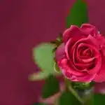 Guadalupe y su rosa