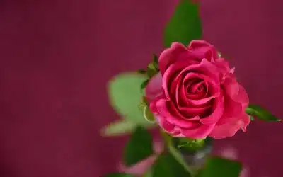 Guadalupe y su rosa
