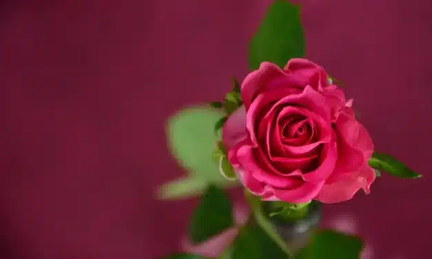 Guadalupe y su rosa
