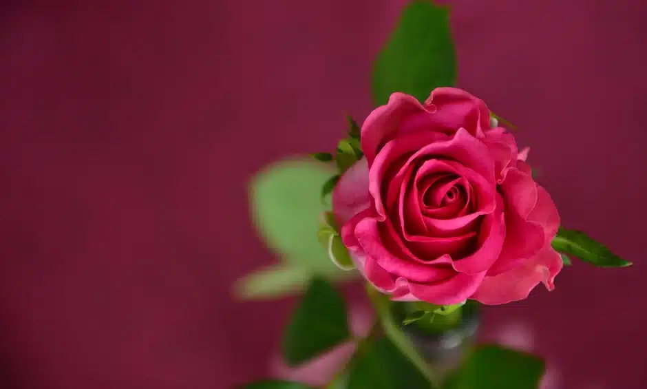 Guadalupe y su rosa