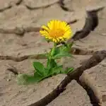 flower-887443_1280