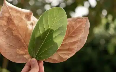 Fe cristiana y ecología