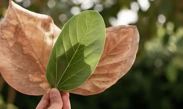 Fe cristiana y ecología
