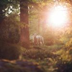 animal-6815784_1280