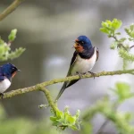 barn-swallows-8022044_1280