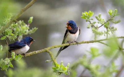 El canto de los pájaros