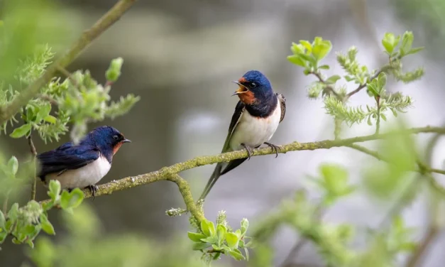 El canto de los pájaros