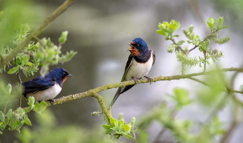 El canto de los pájaros