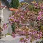 cherry-blossoms-7969594_1280