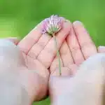 flower-8539_1280