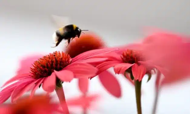El Papa: comprometerse con el cuidado de la casa común