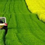 rapeseeds-4910374_1280
