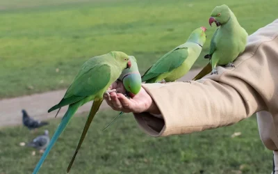 El zoológico humano