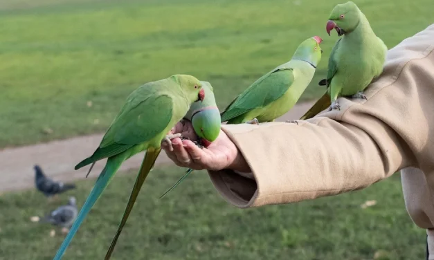 El zoológico humano