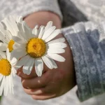 daisies-3482335_1280