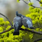 doves-8675618_1280