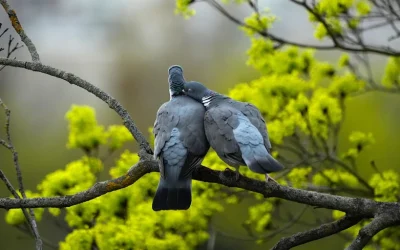 Cuervos y palomas en la Iglesia