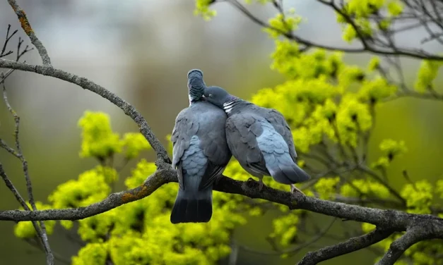 Cuervos y palomas en la Iglesia