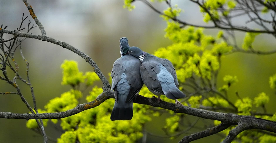 Cuervos y palomas en la Iglesia