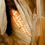 Obispos mexicanos alertan riesgo de descomposición social 'irreversible' por crisis del maíz maize-4553951_1280