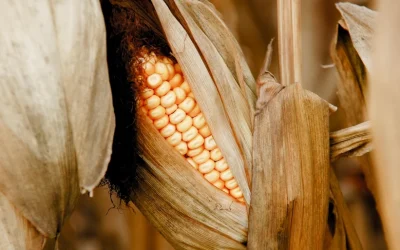 Obispos mexicanos alertan riesgo de descomposición social ‘irreversible’ por crisis del maíz