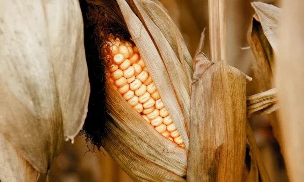 Obispos mexicanos alertan riesgo de descomposición social ‘irreversible’ por crisis del maíz