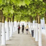 Reforestación urbana reforestacion