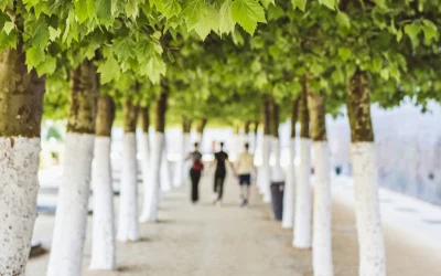 Reforestación urbana