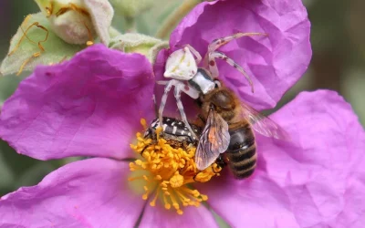 La araña y el dictador