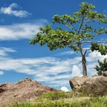 arbol-solo-2563203_1280