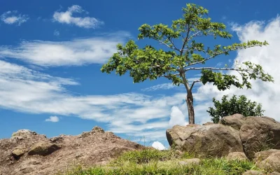 La curiosidad salvó a Zaqueo