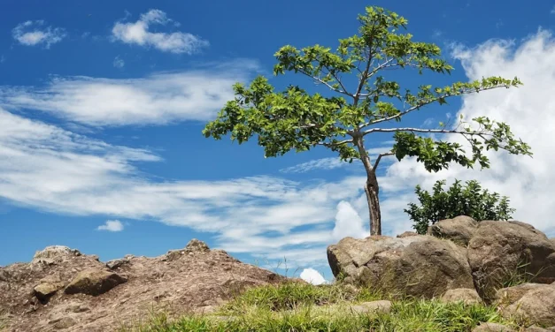 La curiosidad salvó a Zaqueo