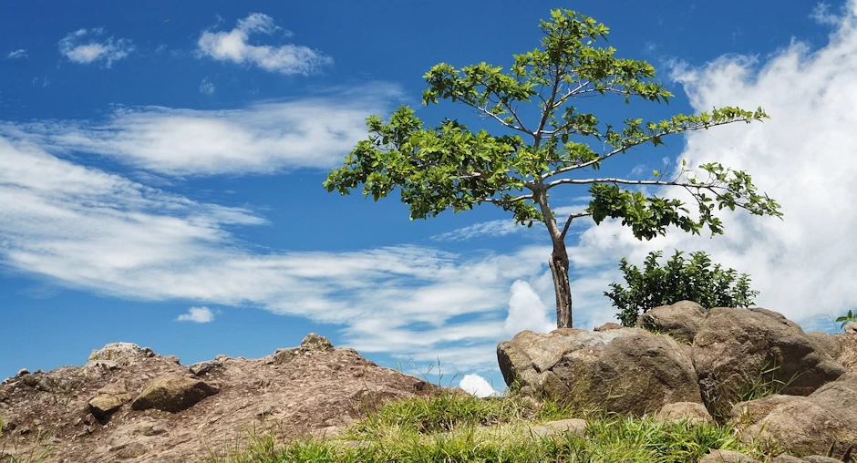 La curiosidad salvó a Zaqueo